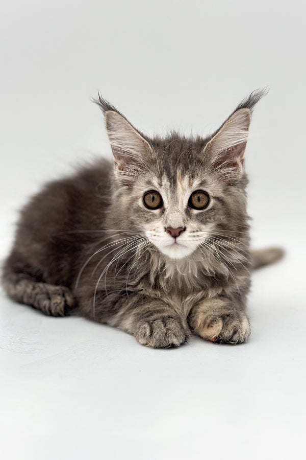 Coma | Maine Coon Kitten