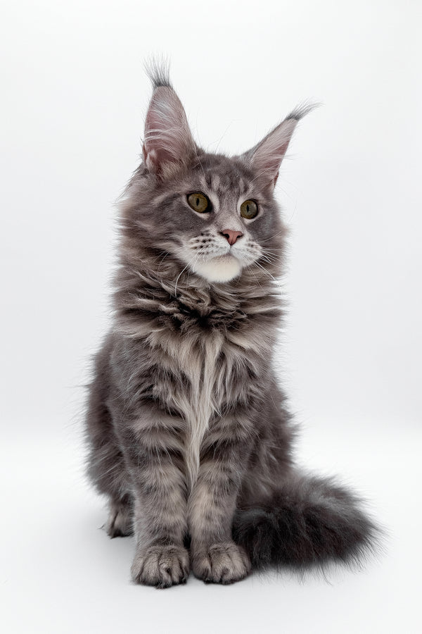 Bellisimo | Maine Coon Kitten