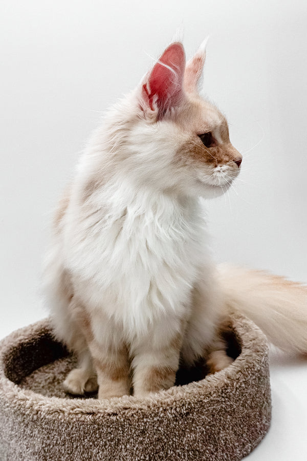 Pierre | Maine Coon Kitten