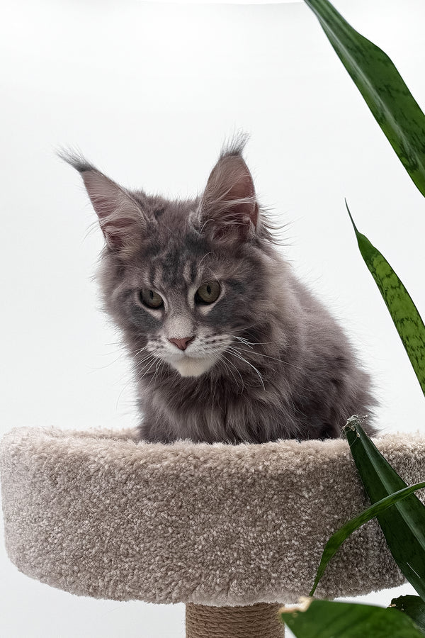 Bellisimo | Maine Coon Kitten