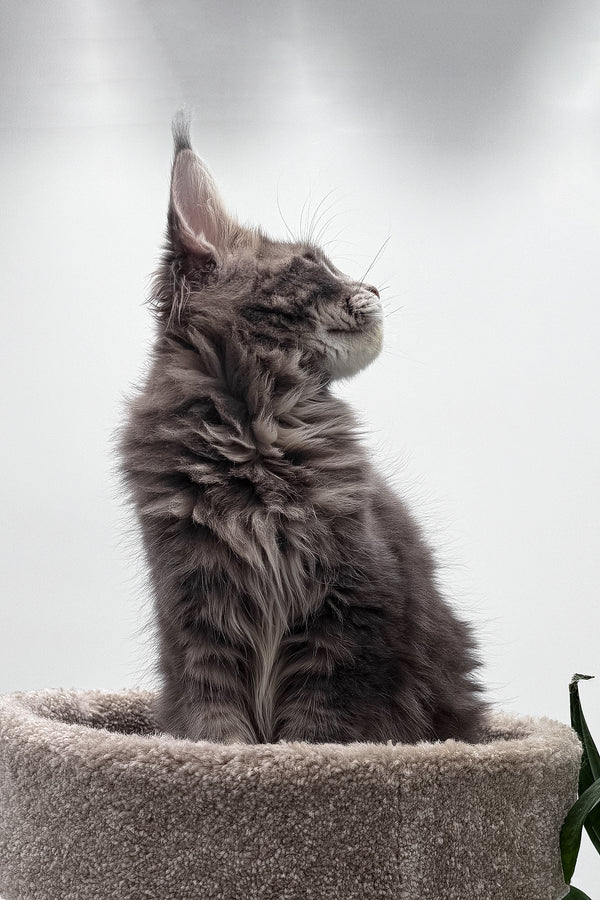 Bellisimo | Maine Coon Kitten