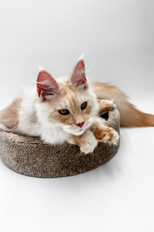 Pierre | Maine Coon Kitten