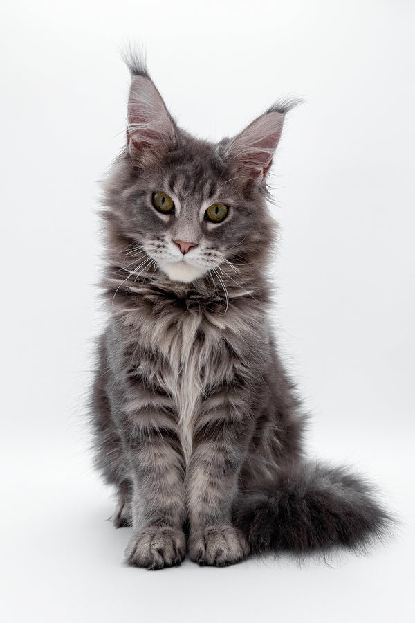Bellisimo | Maine Coon Kitten