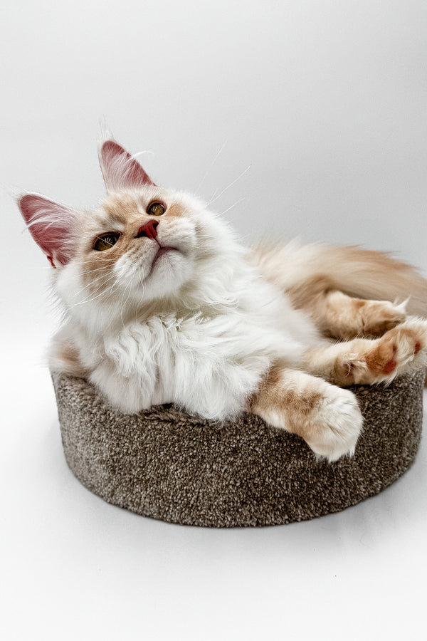 Pierre | Maine Coon Kitten
