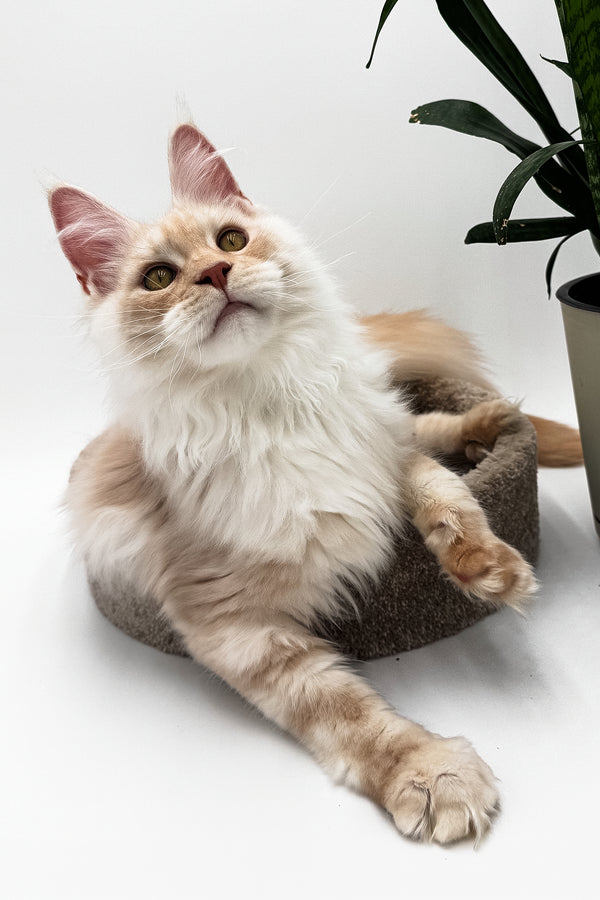 Pierre | Maine Coon Kitten