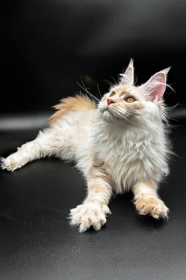 Pierre | Maine Coon Kitten