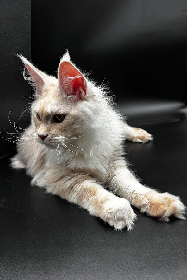 Pierre | Maine Coon Kitten