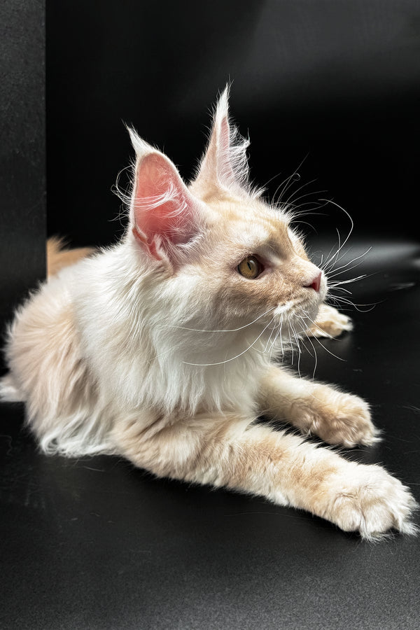 Pierre | Maine Coon Kitten
