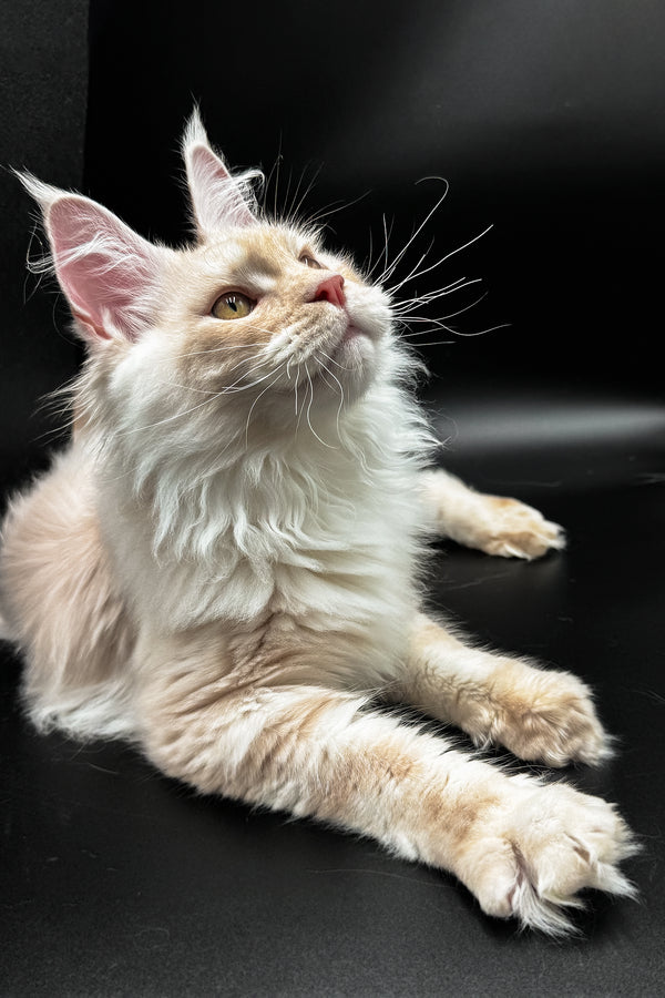 Pierre | Maine Coon Kitten