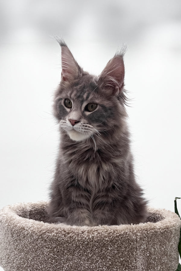 Bellisimo | Maine Coon Kitten