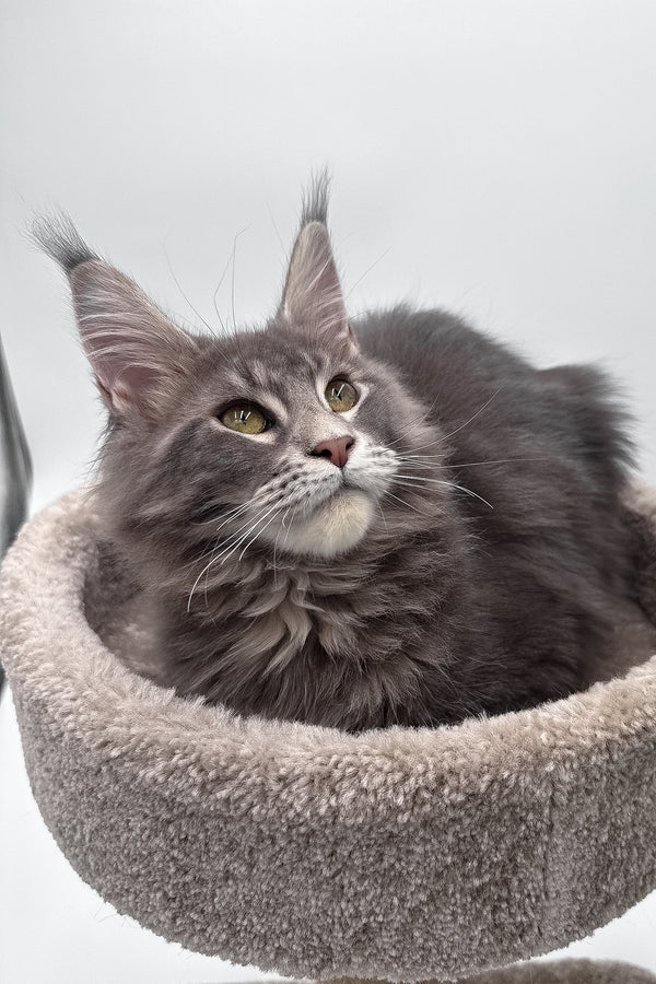 Bellisimo | Maine Coon Kitten