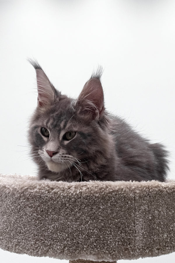Bellisimo | Maine Coon Kitten