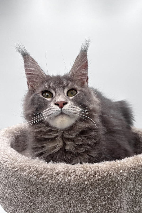 Bellisimo | Maine Coon Kitten