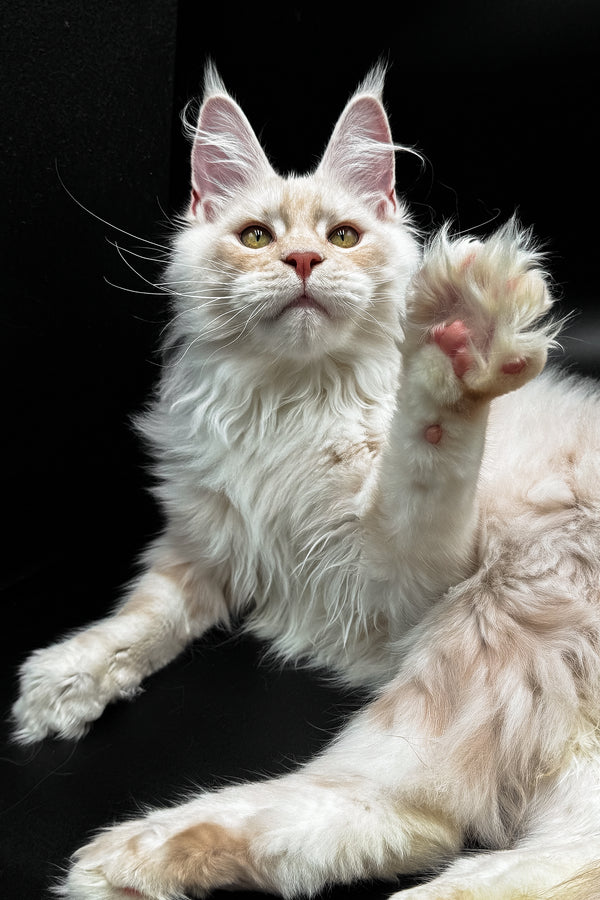 Pierre | Maine Coon Kitten