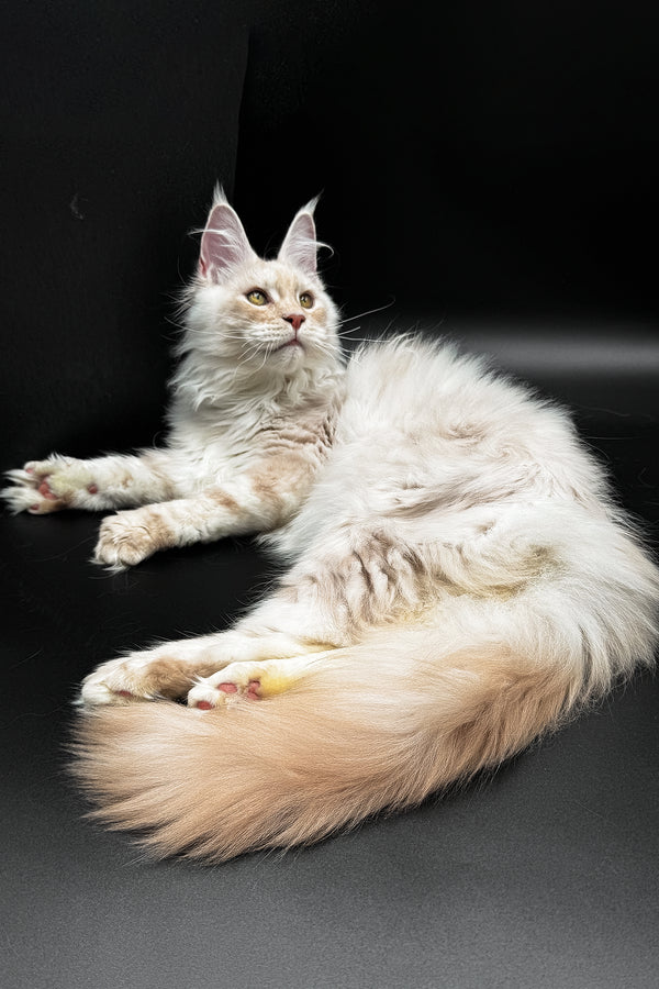 Pierre | Maine Coon Kitten