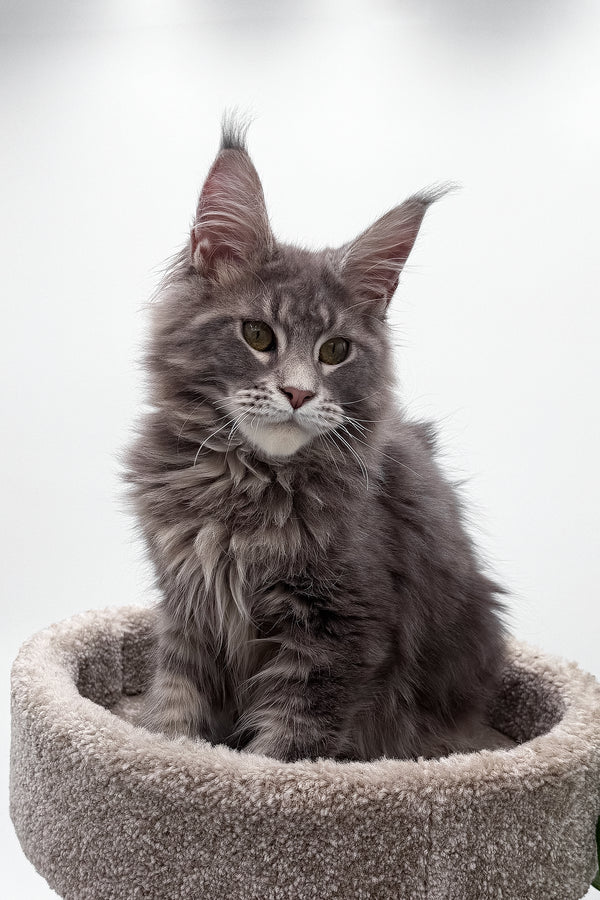 Bellisimo | Maine Coon Kitten