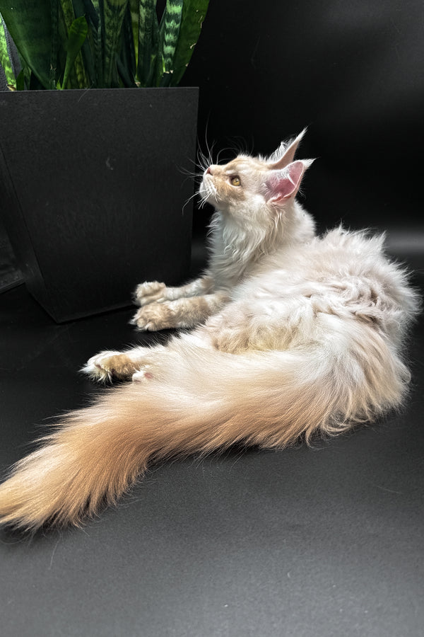 Pierre | Maine Coon Kitten