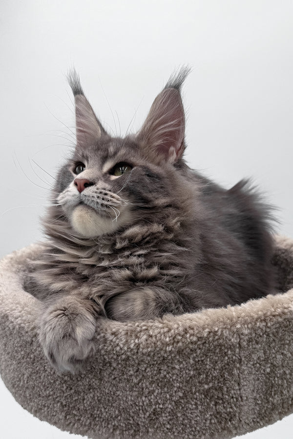 Bellisimo | Maine Coon Kitten