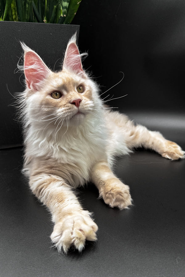 Pierre | Maine Coon Kitten