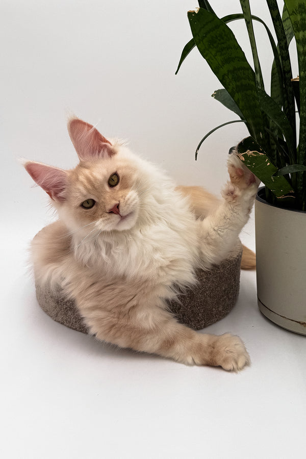 Pierre | Maine Coon Kitten