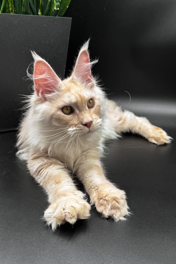 Pierre | Maine Coon Kitten