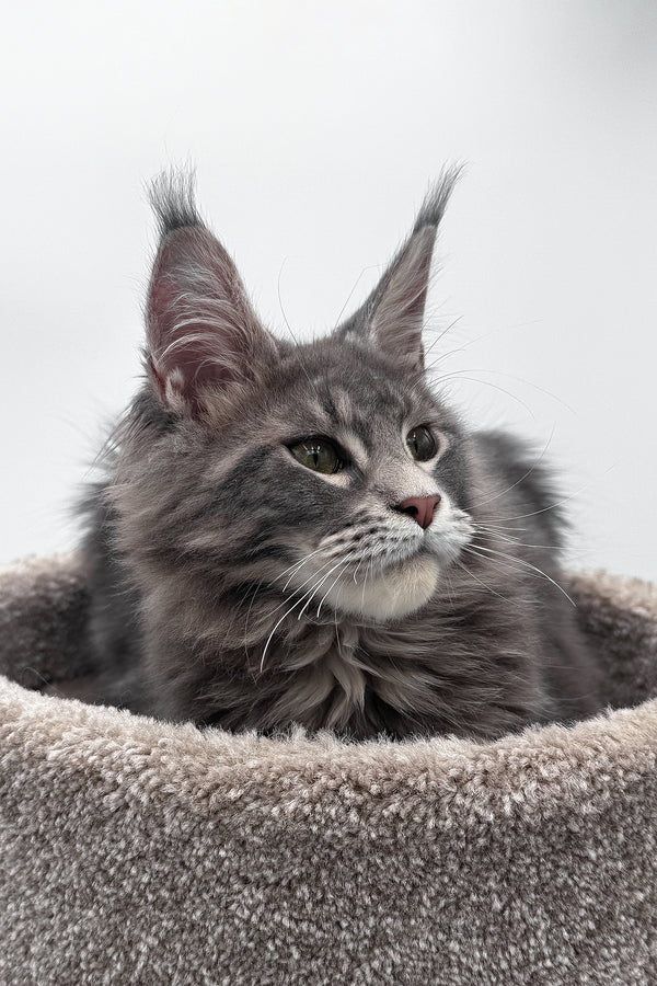 Bellisimo | Maine Coon Kitten