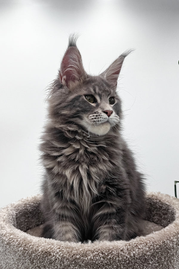 Bellisimo | Maine Coon Kitten