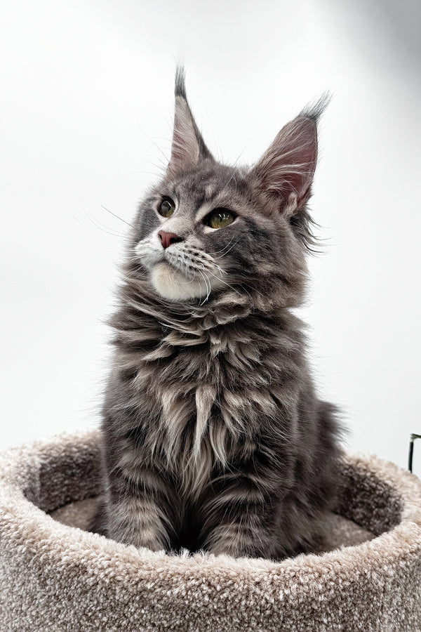 Bellisimo | Maine Coon Kitten