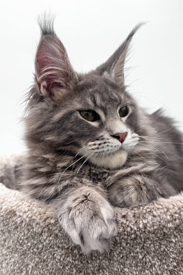 Bellisimo | Maine Coon Kitten