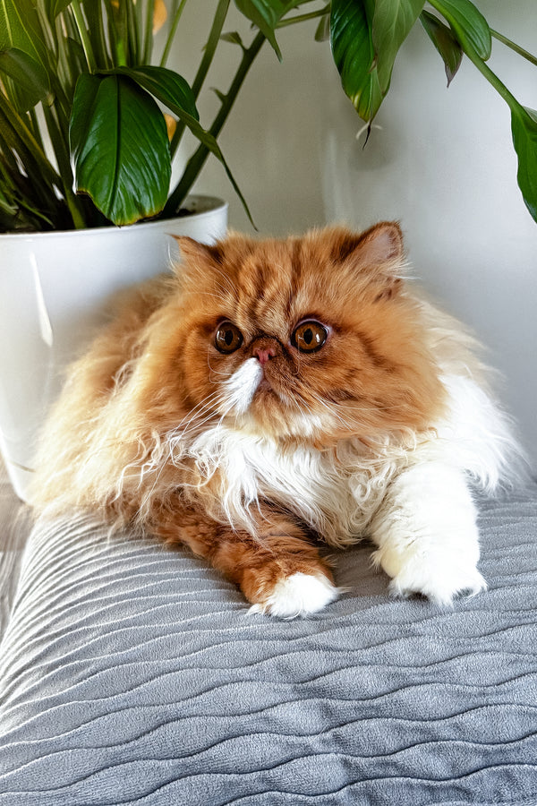 Ferrari | Persian Kitten