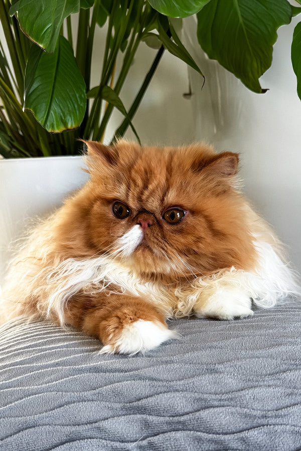 Ferrari | Persian Kitten