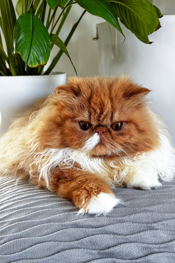 Ferrari | Persian Kitten