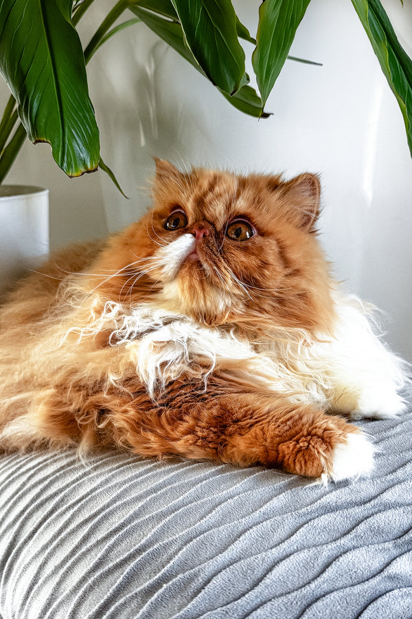 Ferrari | Persian Kitten