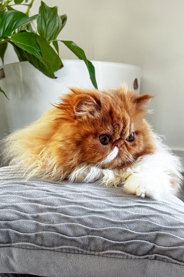 Ferrari | Persian Kitten