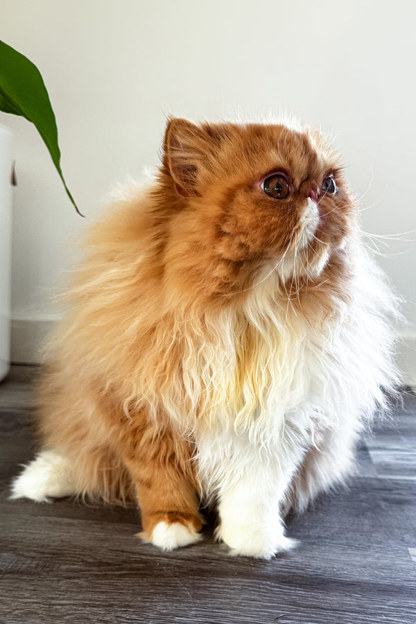 Ferrari | Persian Kitten