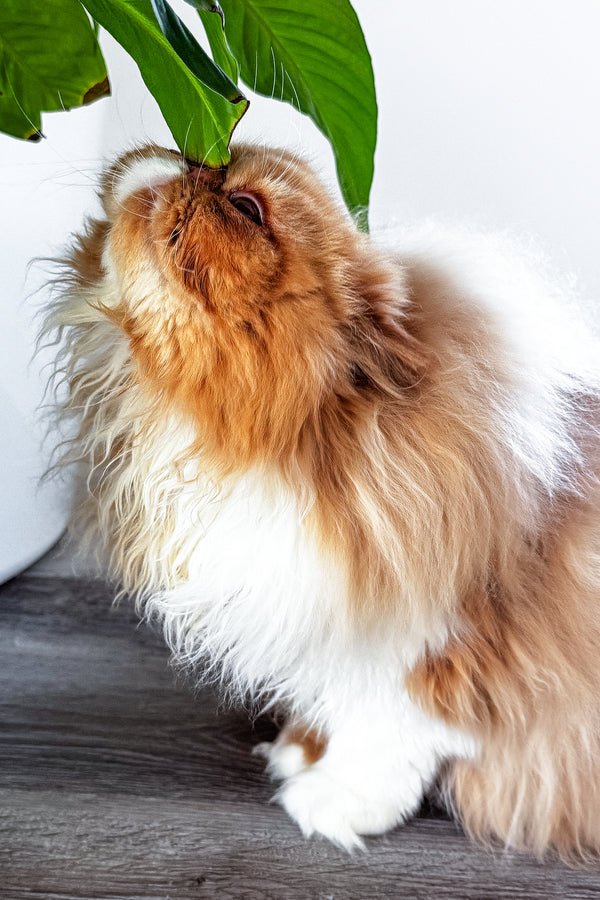 Ferrari | Persian Kitten