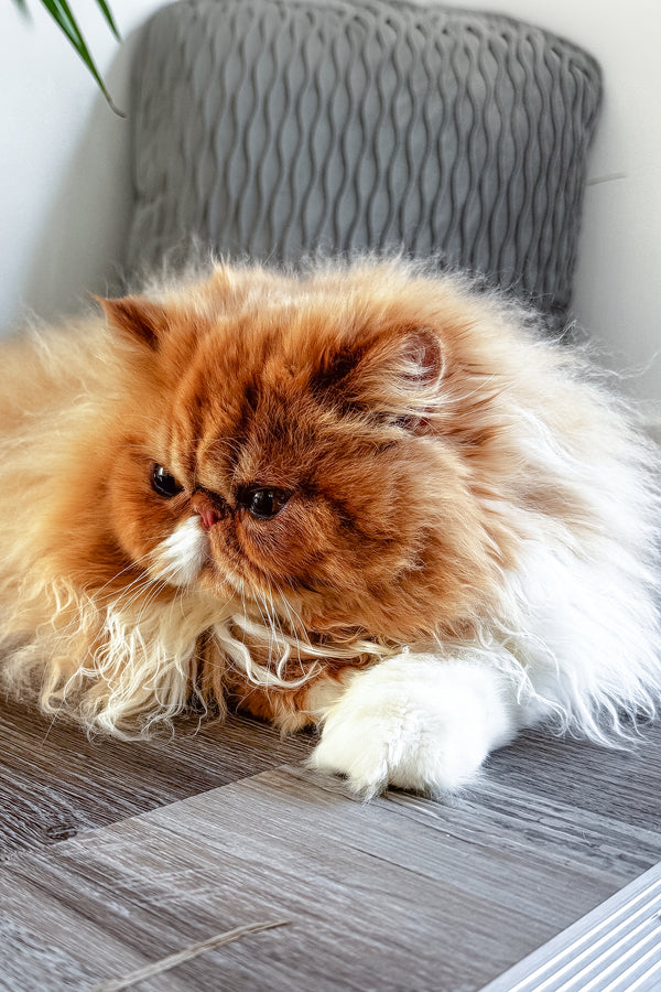 Ferrari | Persian Kitten