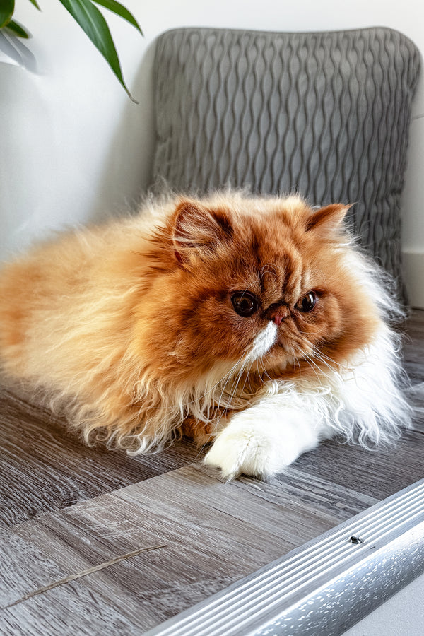 Ferrari | Persian Kitten