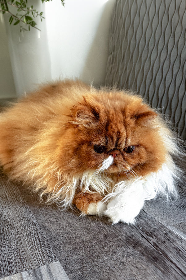 Ferrari | Persian Kitten