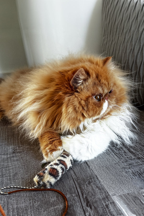 Ferrari | Persian Kitten