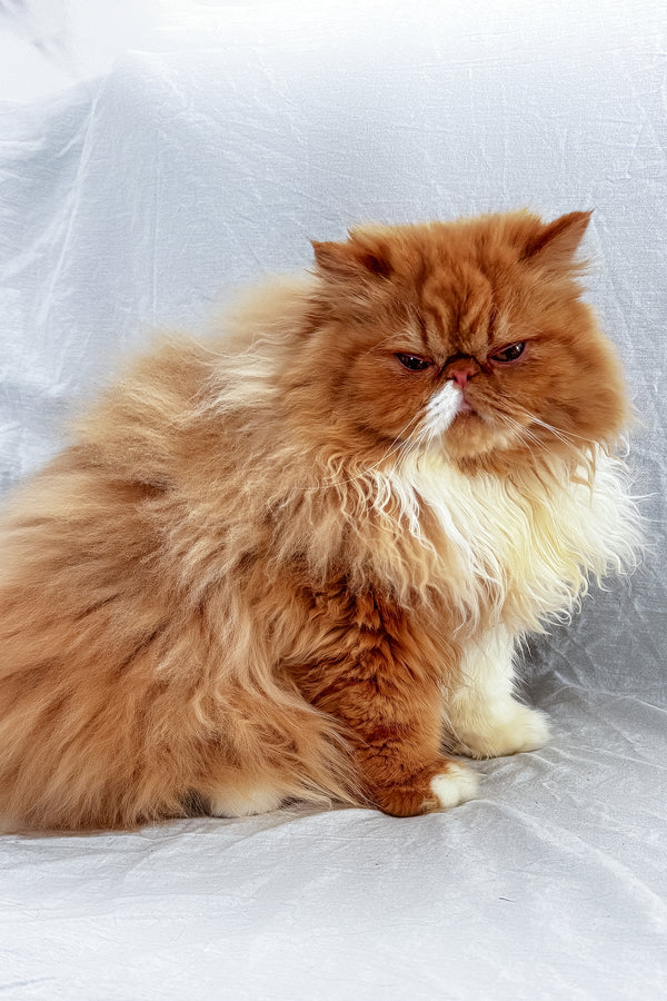 Ferrari | Persian Kitten