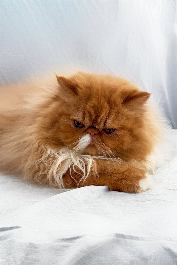 Ferrari | Persian Kitten