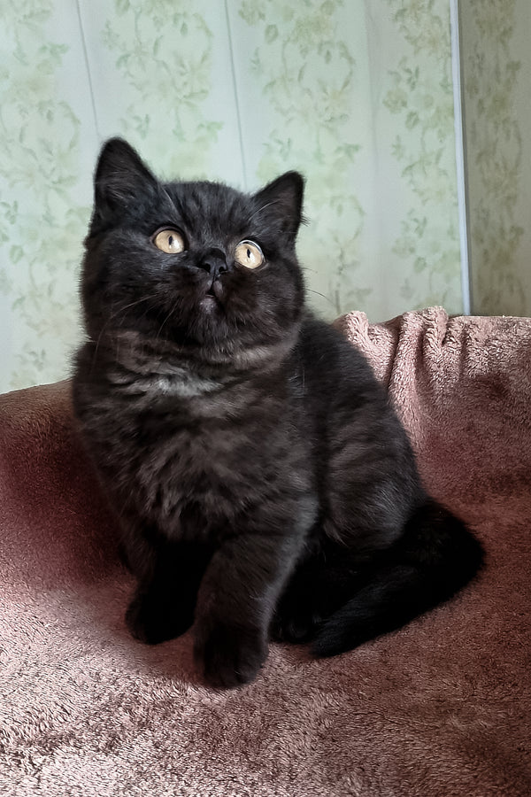 Casandra | British Shorthair Kitten