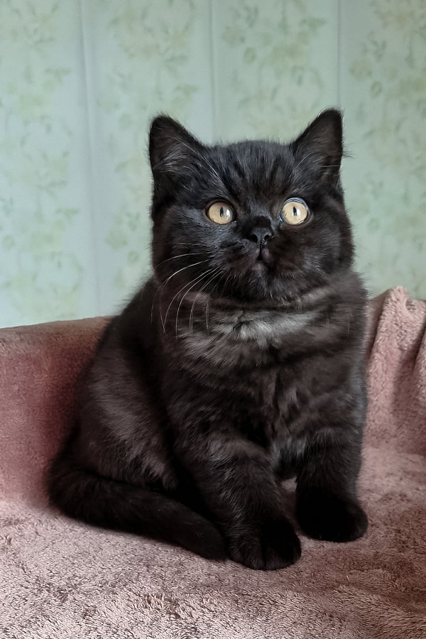 Casandra | British Shorthair Kitten