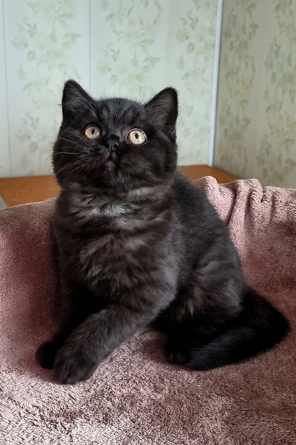 Casandra | British Shorthair Kitten