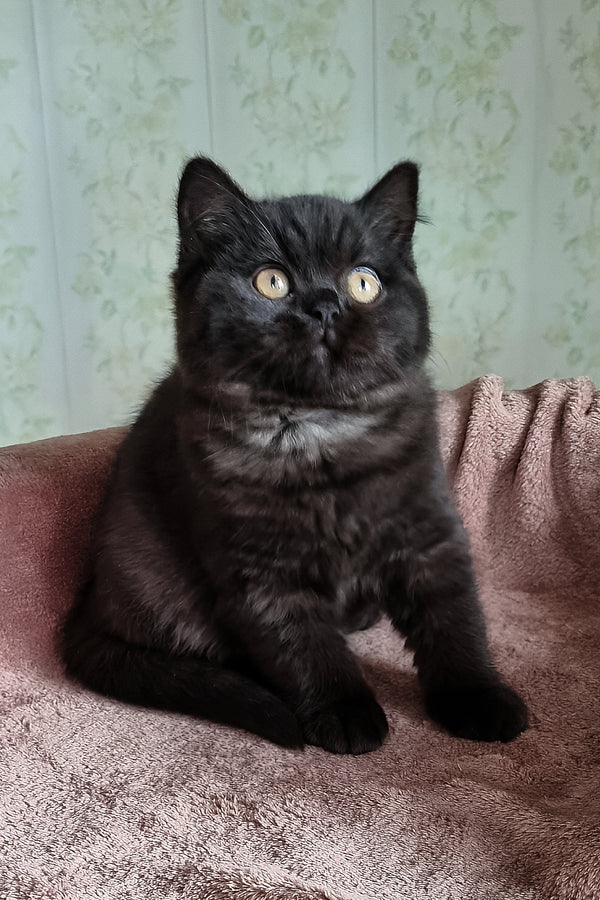 Casandra | British Shorthair Kitten