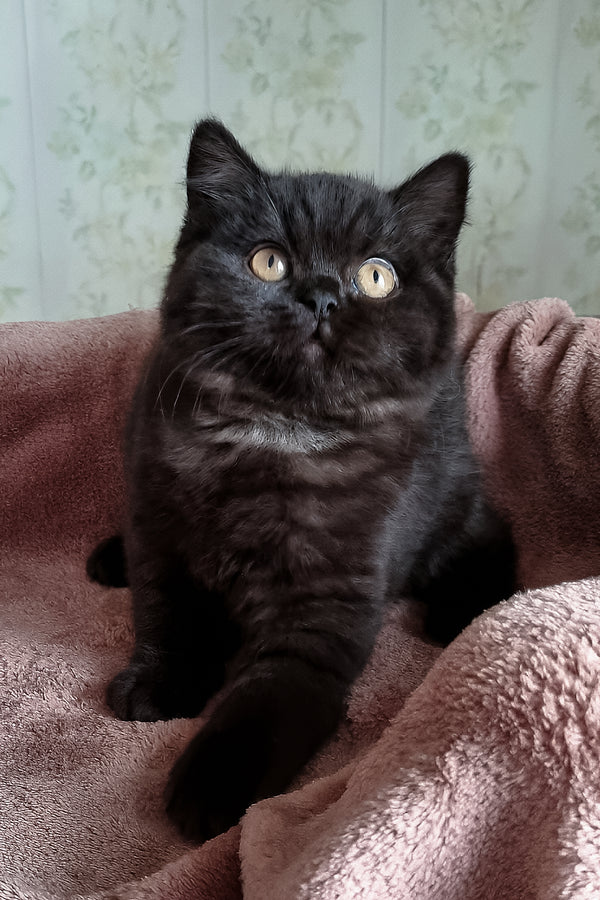 Casandra | British Shorthair Kitten