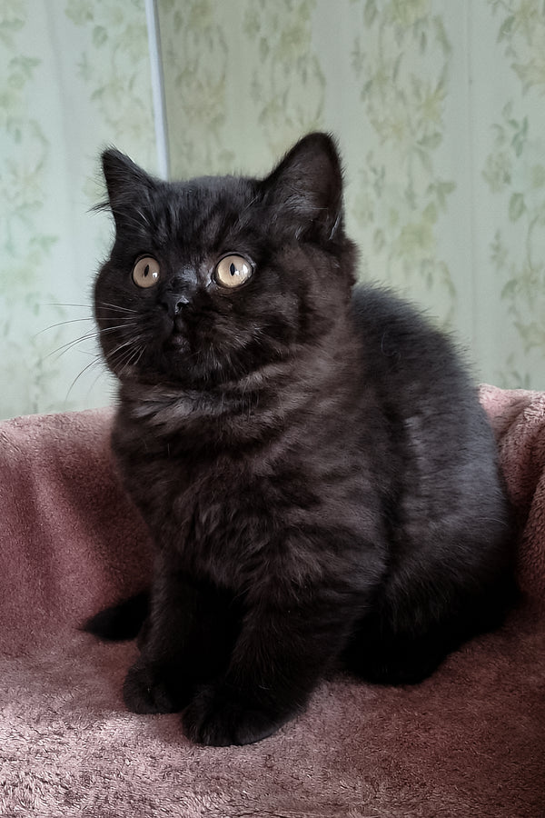 Casandra | British Shorthair Kitten
