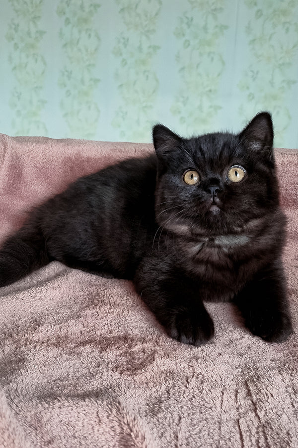 Casandra | British Shorthair Kitten