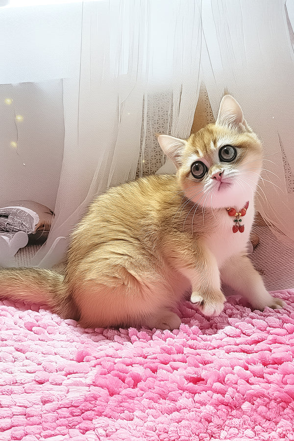 Blackberry | British Shorthair Kitten